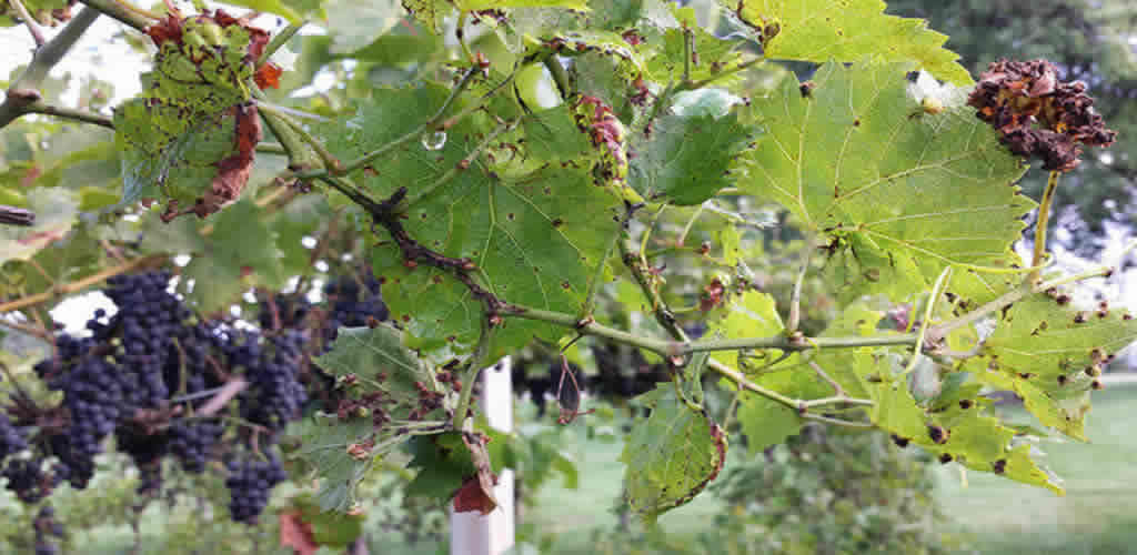 Bordo Bulamacı